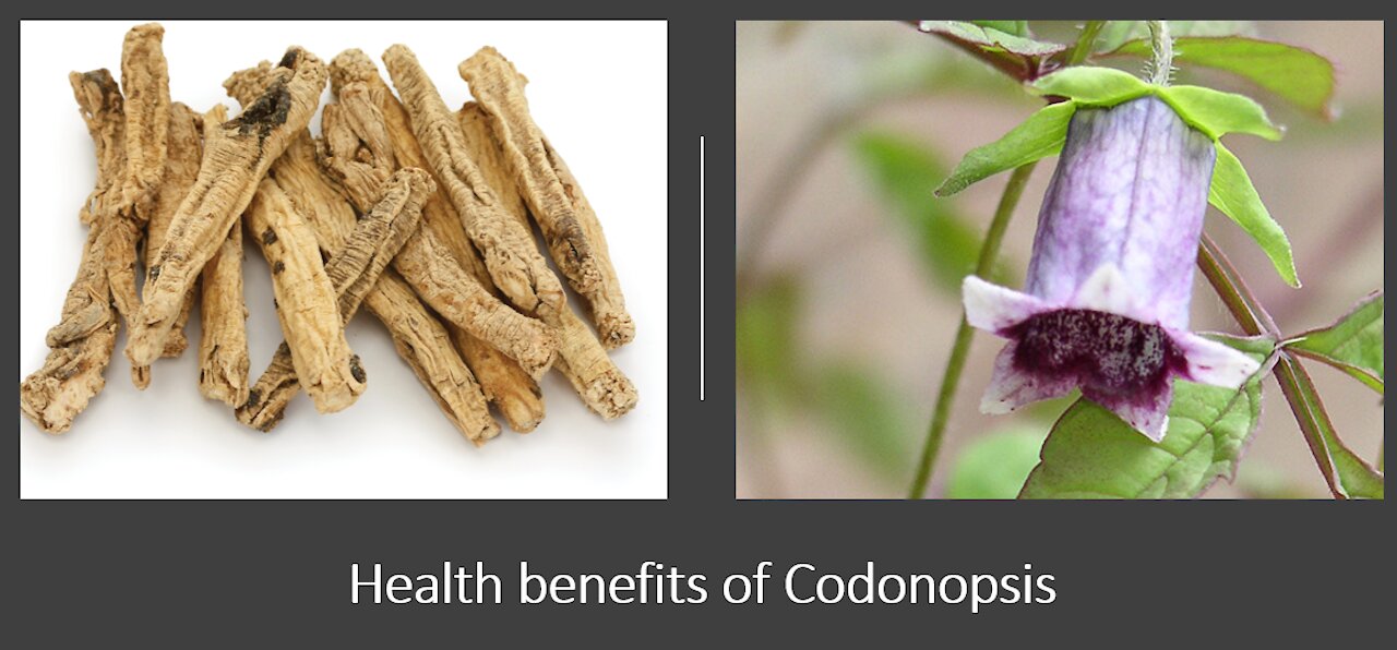 Codonopsis - Poor Mans Ginseng - Benefits