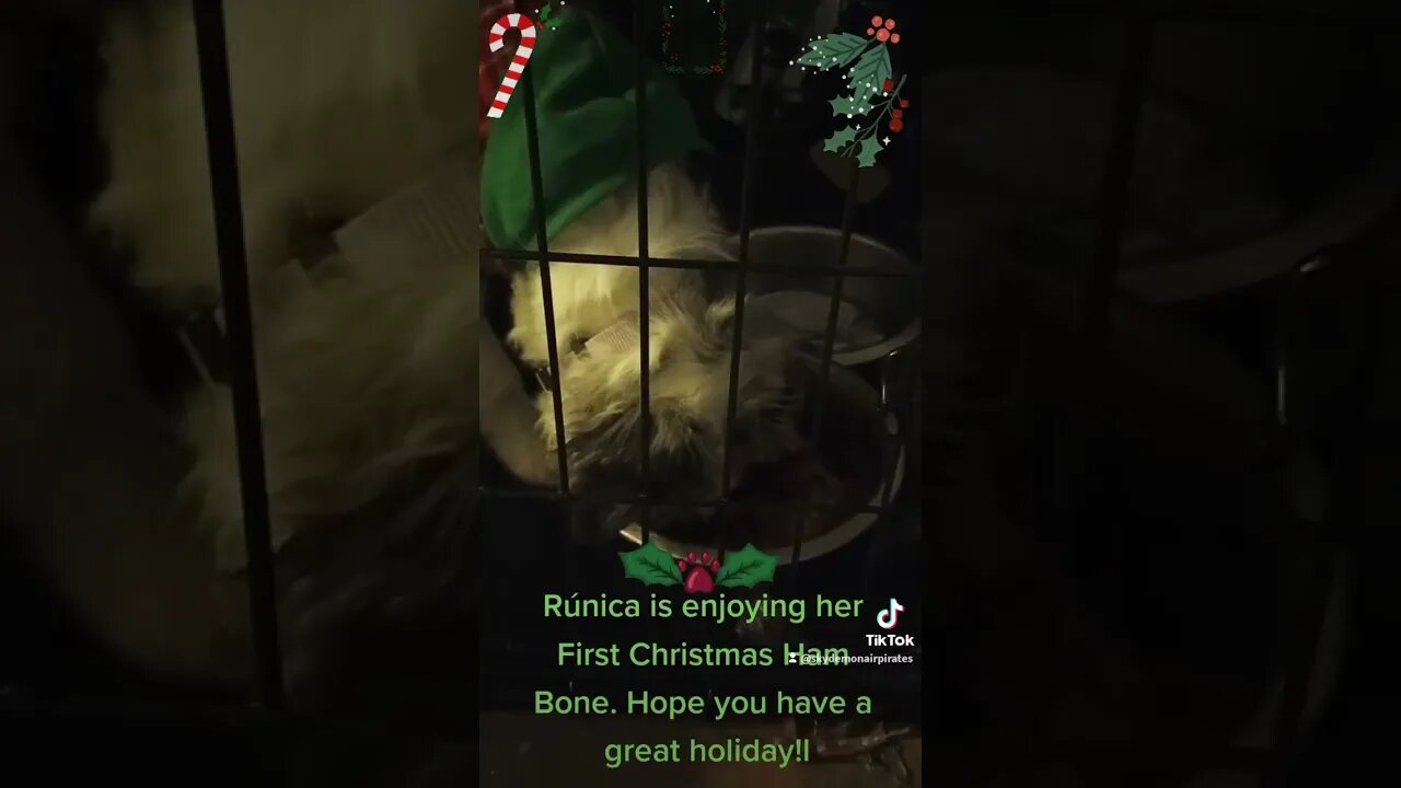 #aussie #puppy #happyholidays #merrychristmas #firstchristmas