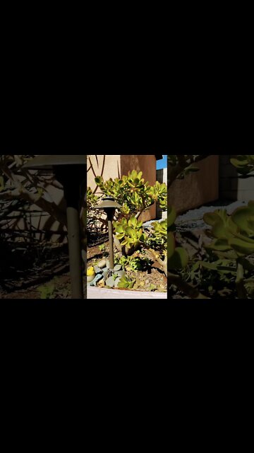 Smooth succulents and propagation UFO ￼