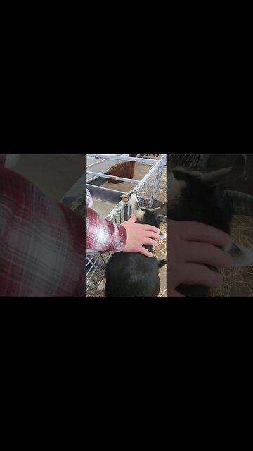 I don't care about food, I just want tickle #northernireland