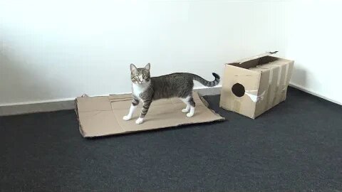 Cat Hides in the Corner