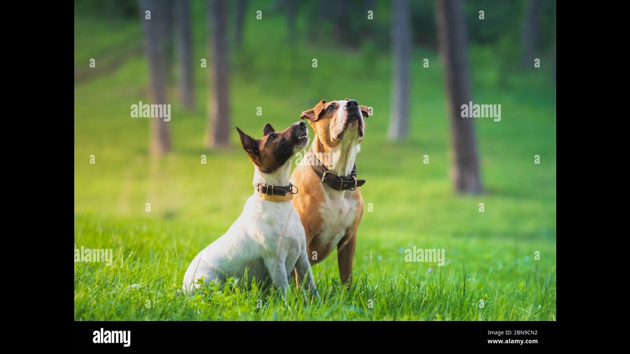 😂Best Funny Dogs of Internet