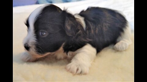 Havanese Puppies - Litter of 3 - 14 August 2022