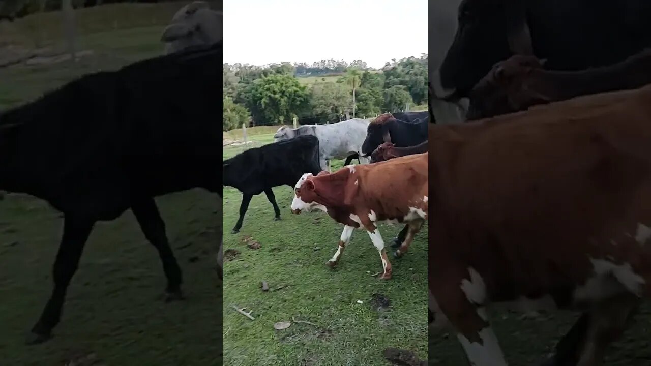 tocando o gado, boiada junta