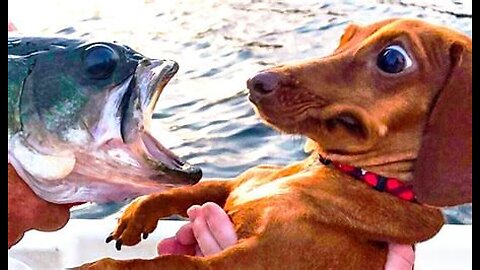 Funniest Cats and Dogs Videos