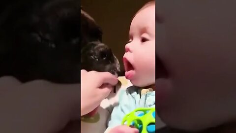 Funniest Dog And Cutest Baby They are good Friends And Safe #shorts