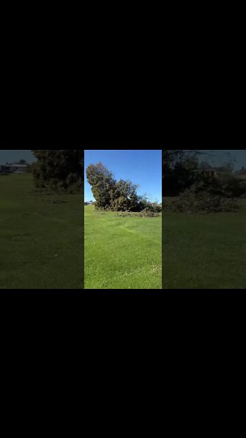 Trees Are Down Post Hurricane