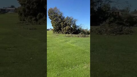 Trees Are Down Post Hurricane