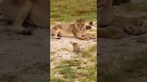 Becoming Lion King 👑 🦁 #shorts #shortsvideo #fyp #lion #cute