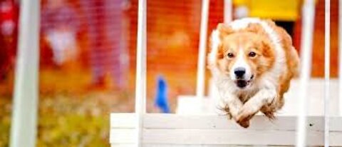 Basic Dog Training Tips