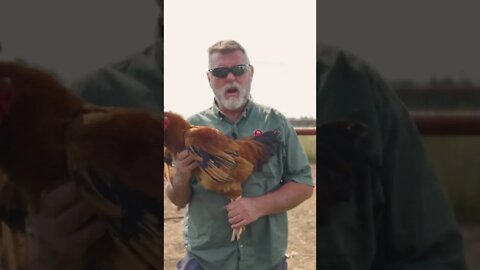 Homestead Terrorism?!￼ #shorts #homestead #homesteading #chicken