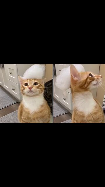 Cat Is Bewildered By Bath Bubbles On Its Head