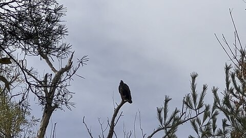 Saw this huge bird resting. Can't make it out