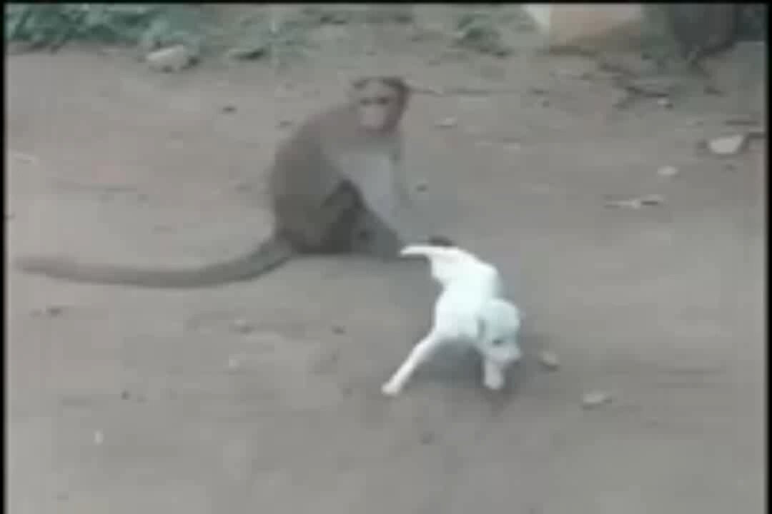 monkey and puppy funny video