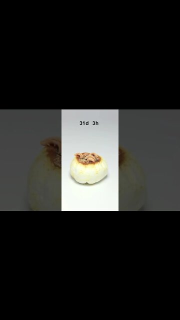 Amazing Shorts Time laps video 👍😎 #short #shorts (2)