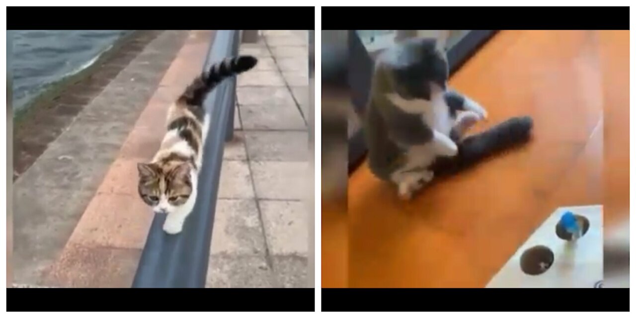 Cats are really funny and adorable 😻😻😂😂