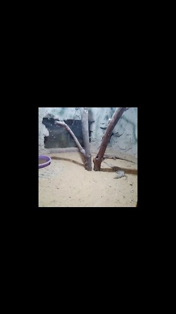 Watch That Creepy Creature Crawling Around.