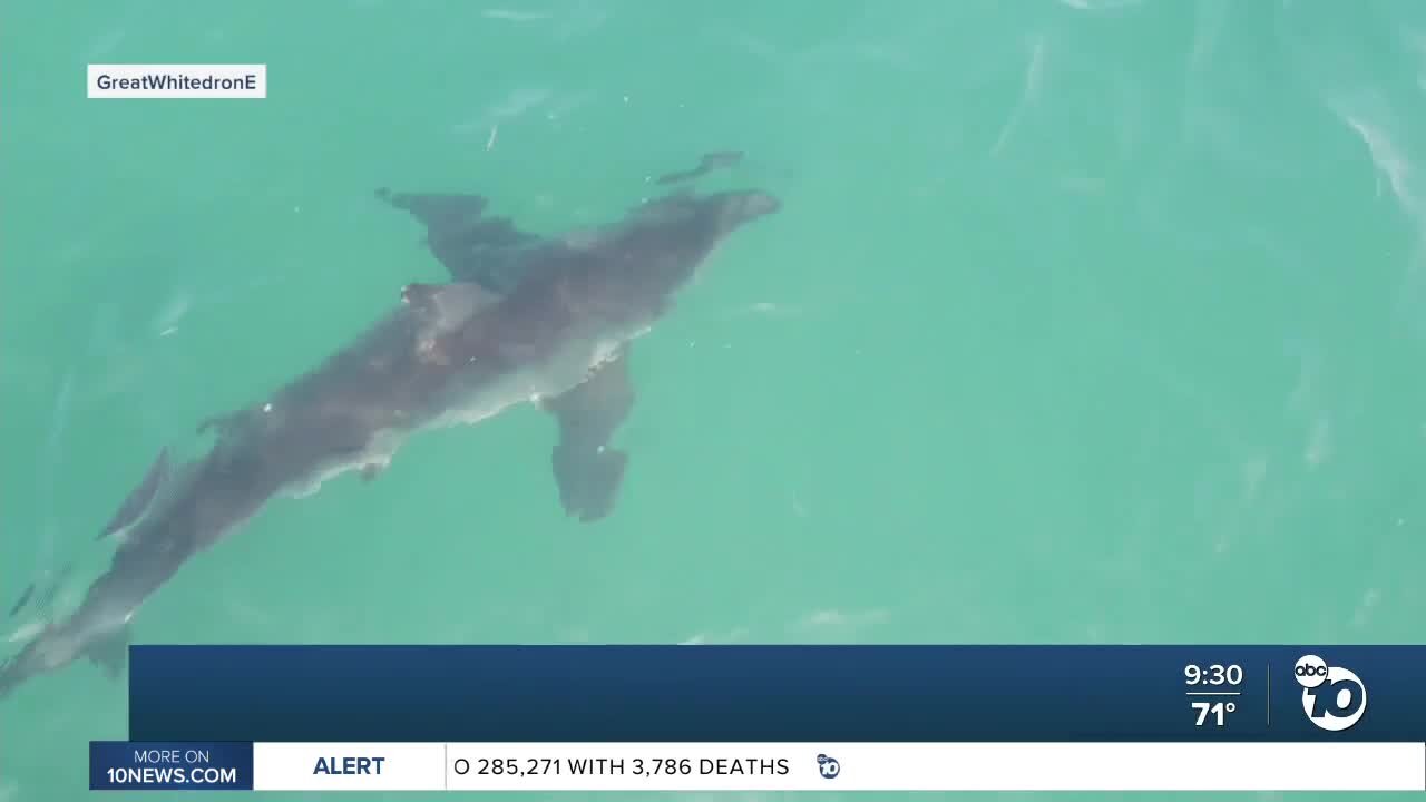 San Diego boy wants to spread shark awareness