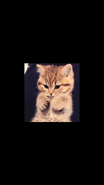 soooo cute & pretty accurate on most