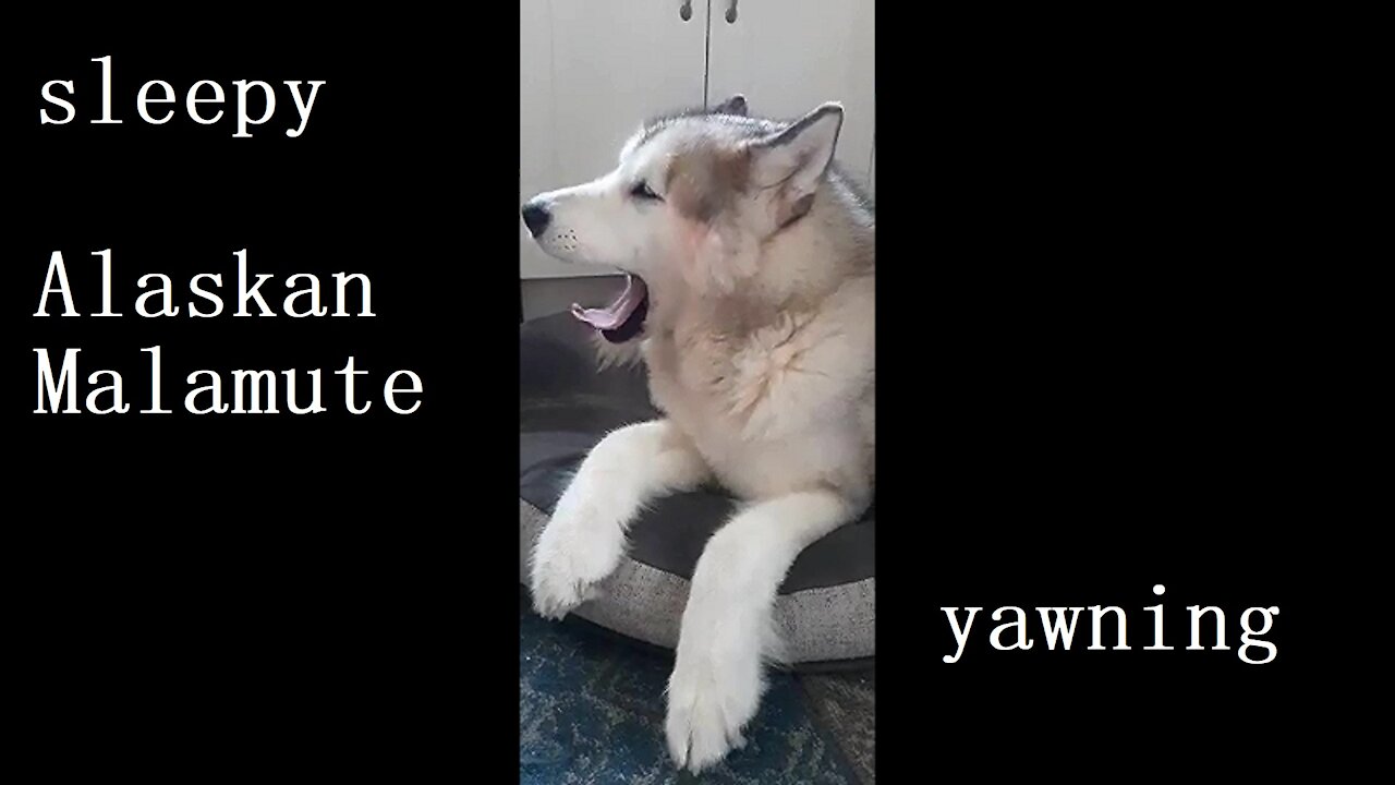 Sleepy malamute yawning