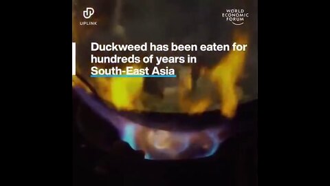 Eat yummy algae and delicious duckweed