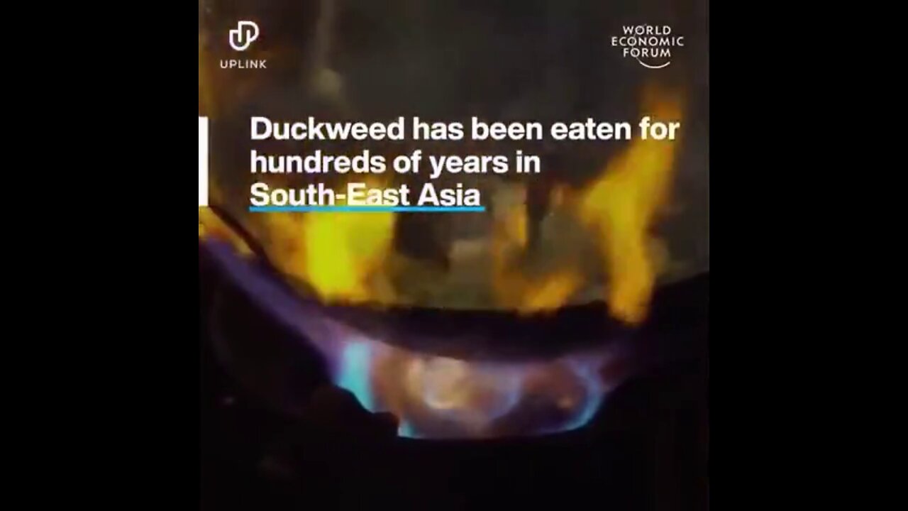Eat yummy algae and delicious duckweed