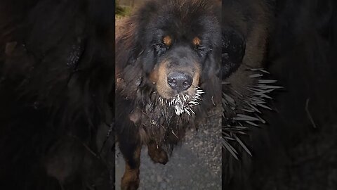 porcupine vs Tibetan Mastiff part 2. results