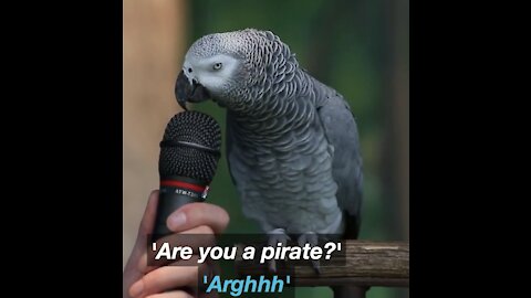 Funny parrots act in different character