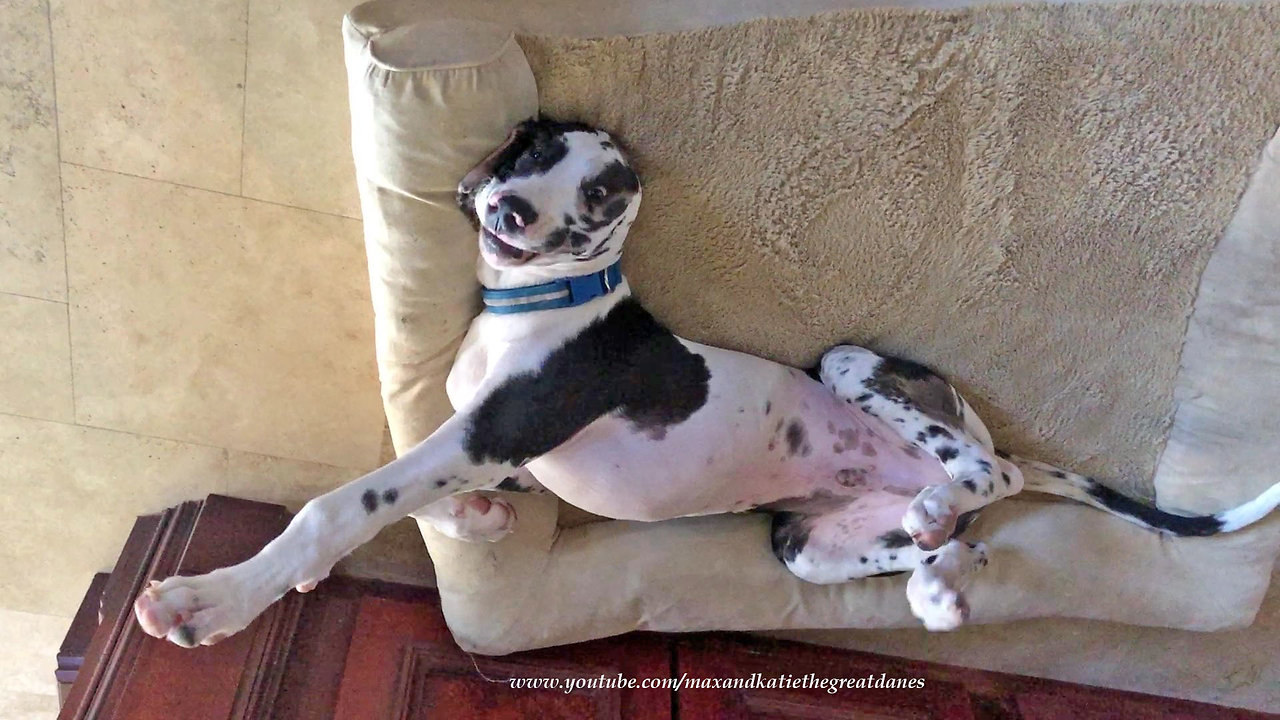 Smiling Great Dane Puppy Struggles to Stay Awake