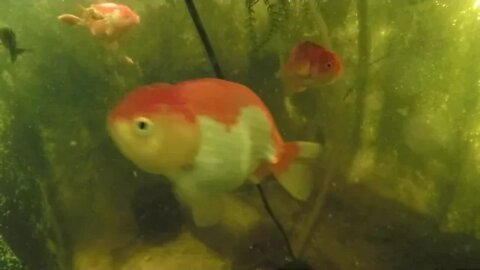 July 4 2022 update on Ranchu goldfish tank with babies