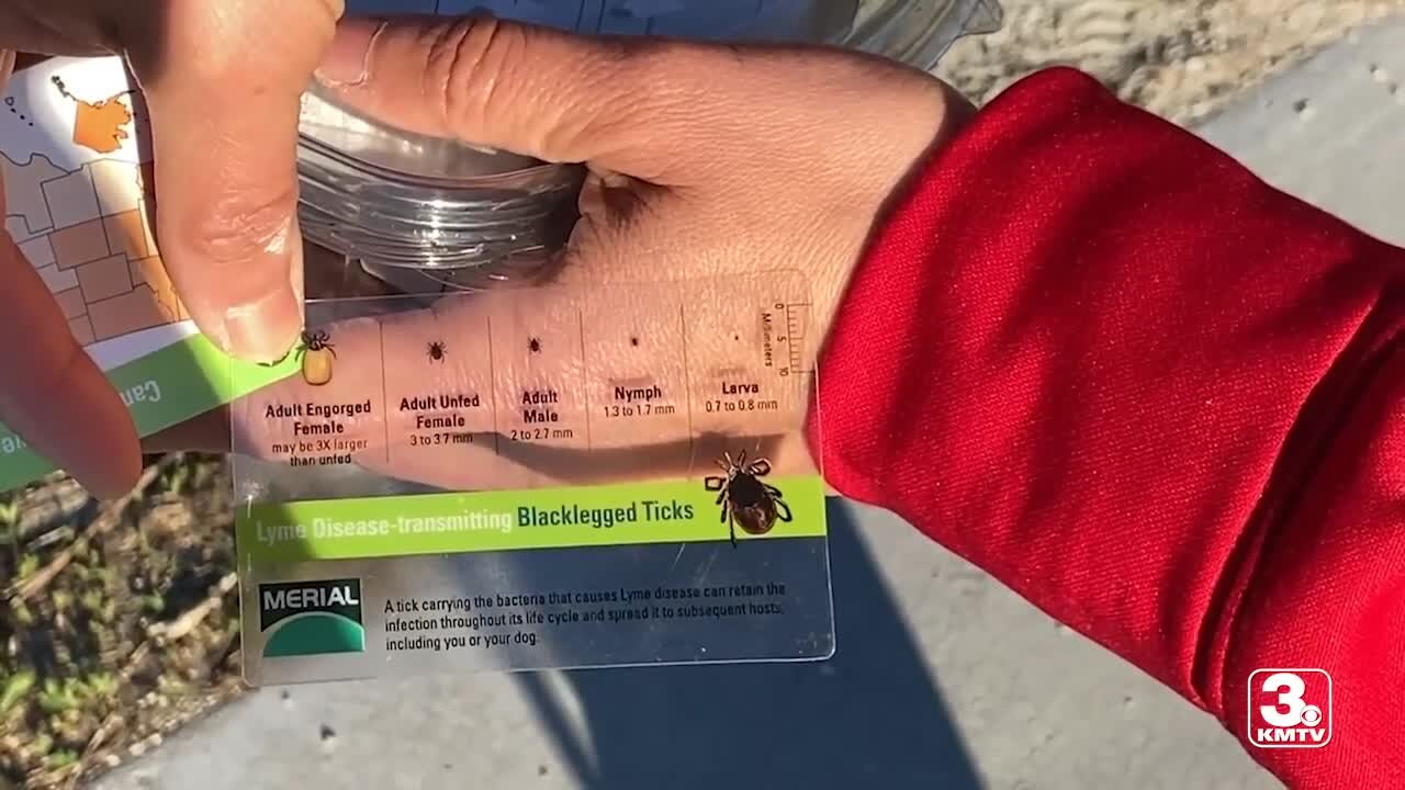 Tick population growing in Omaha as weather warms up