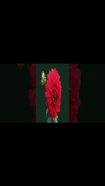 music - Wedding Invitation Jason Farnham #music #shorts #short #shortvideo #shortsvideo