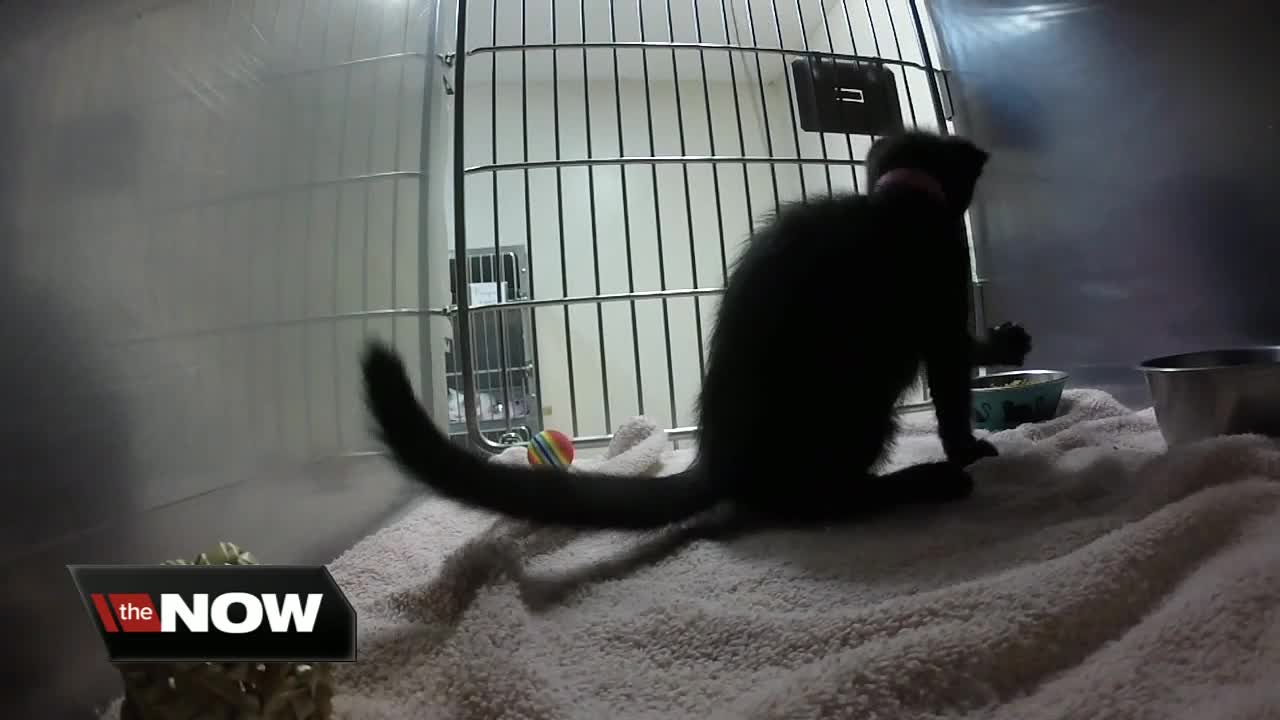 Ponce's Law intended to give harsher punishments to felony animal abusers