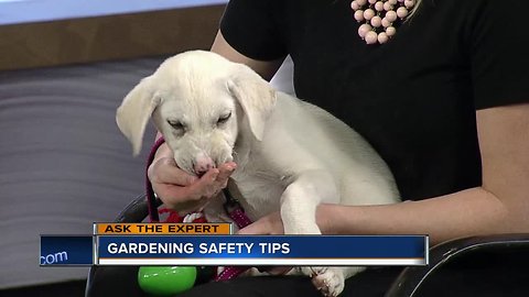 Ask the Expert: Pet-safe gardening tips