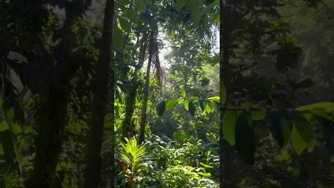 Lush forest views right outside the earthship!