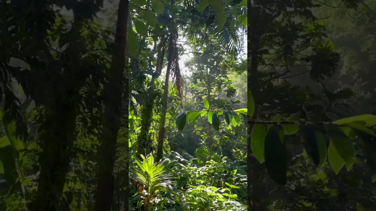 Lush forest views right outside the earthship!