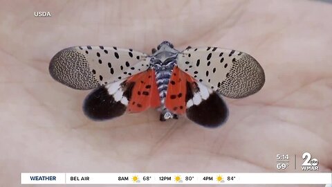 Expert says Spotted Lanternflies are in 18 Maryland counties