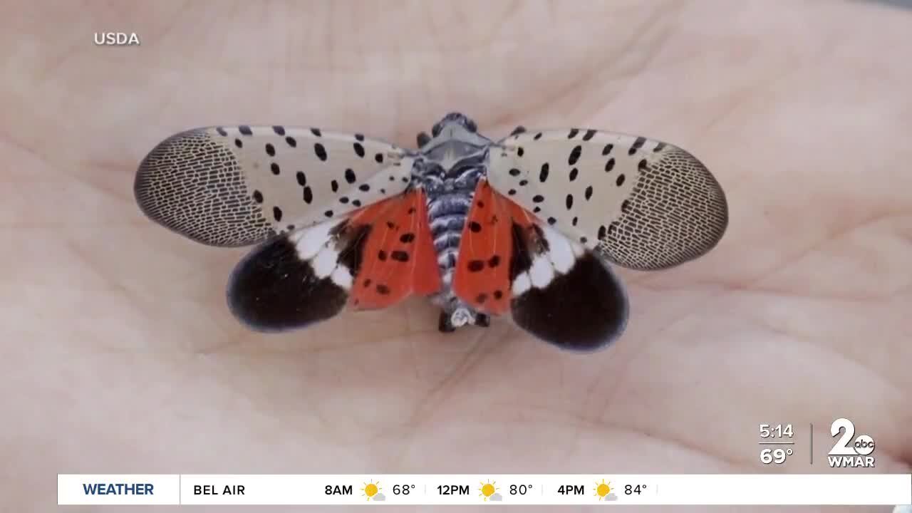 Expert says Spotted Lanternflies are in 18 Maryland counties