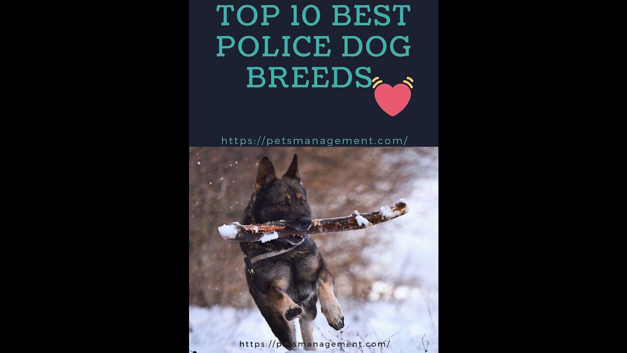 TOP 10 Best Police Dog Breeds