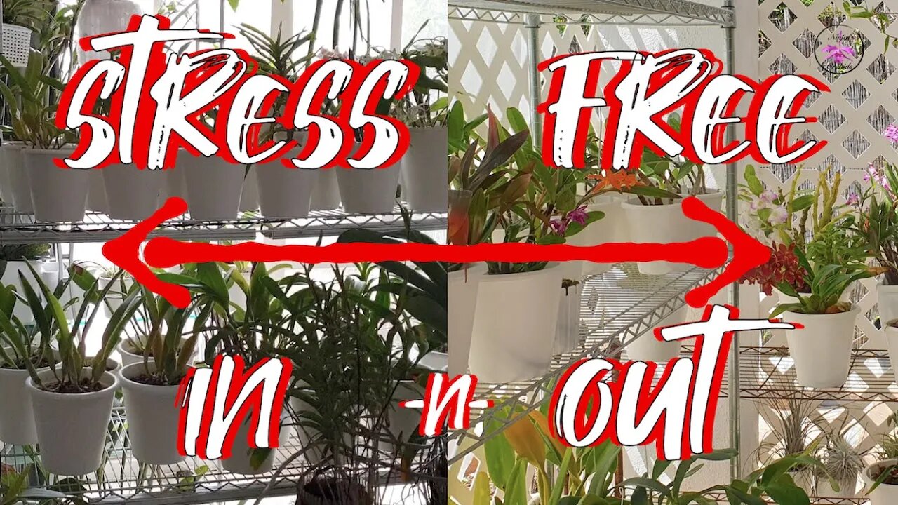 How To Shuffle Your Orchids without Stressing them | Is Moving Orchids often Stressful #ninjaorchids