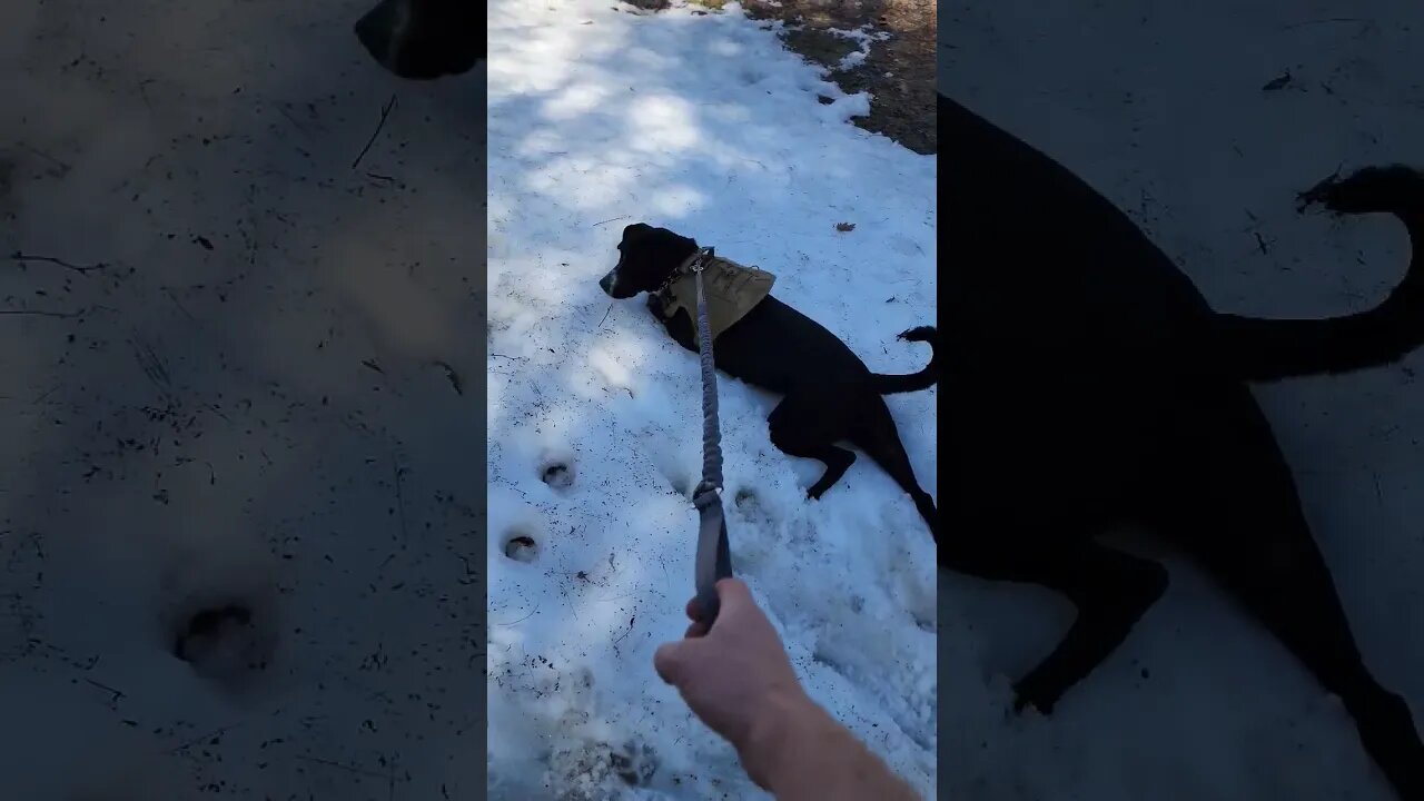 Cooling Off In The Last Of The Snow #shorts #puppy #puppylife