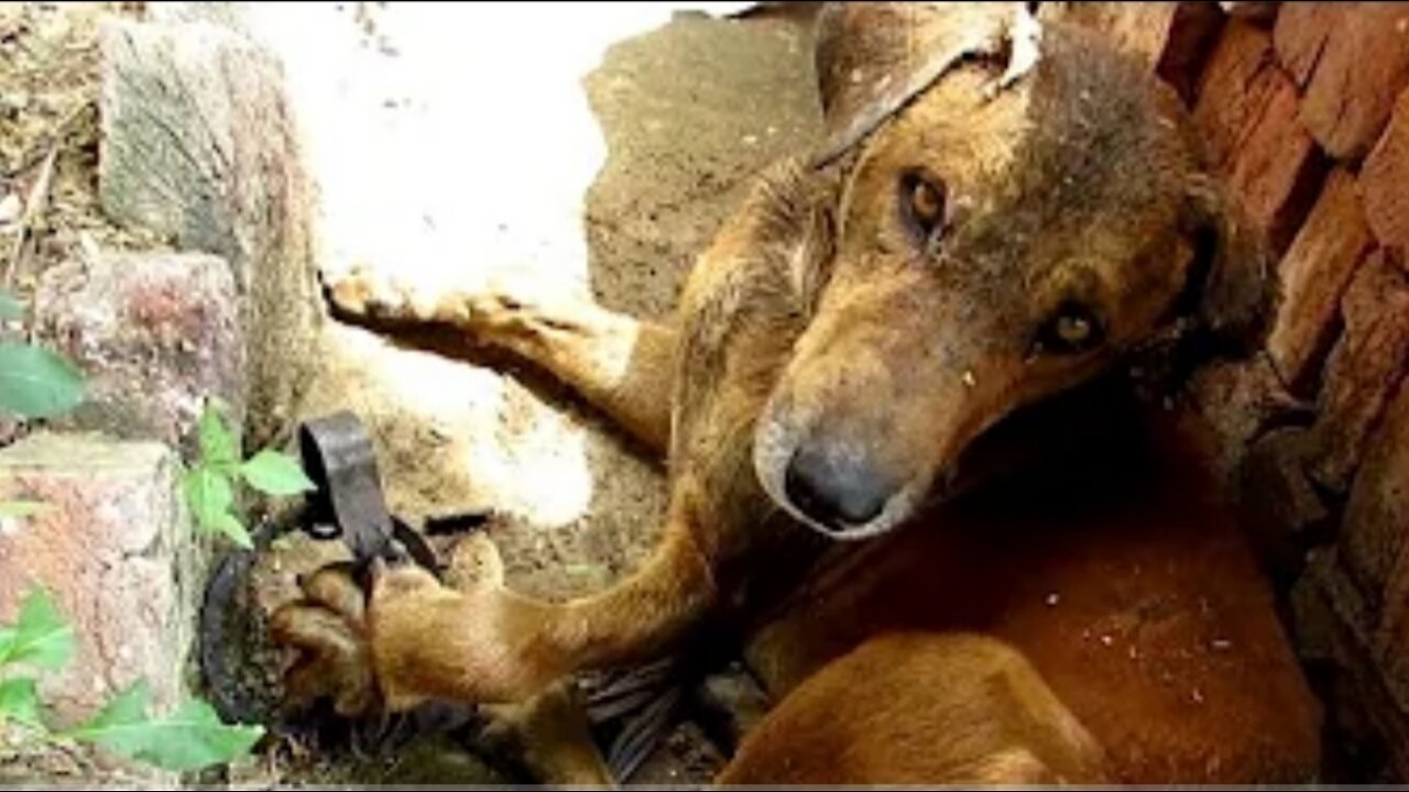 Dog`s Paw Destroyed by Hunter´s Trap but his Courage Prevails