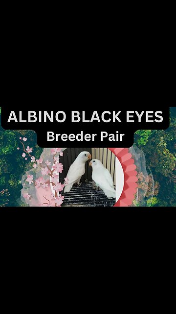 Albino Black Eyes Pair