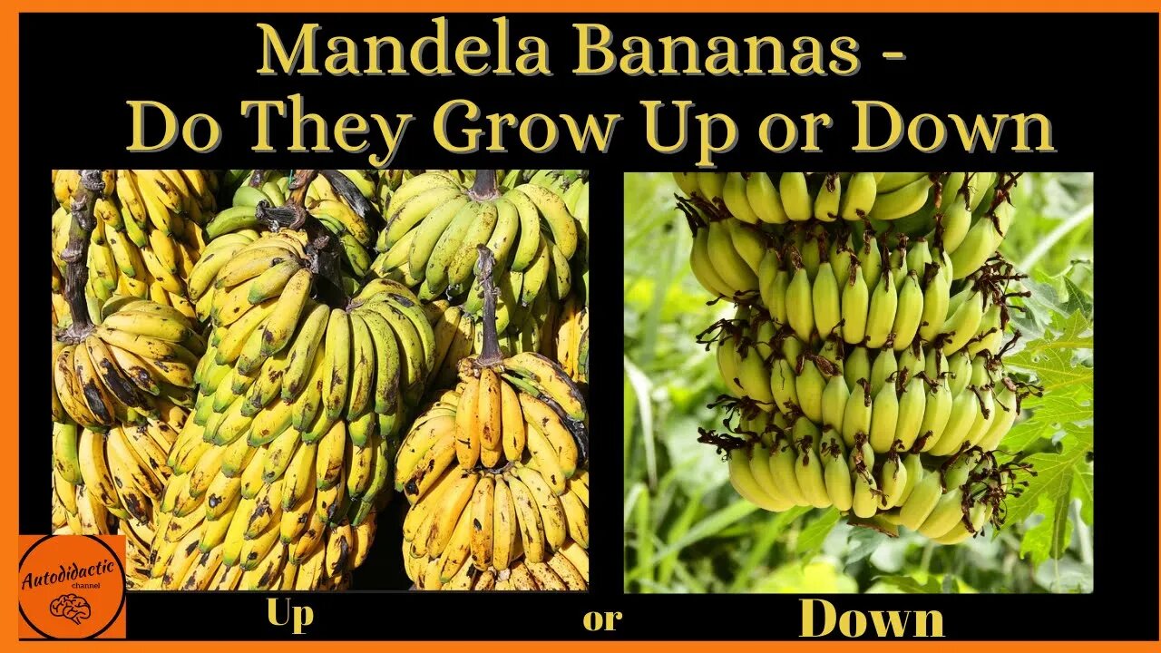 Mandela Bananas - Do They Grow Up or Down