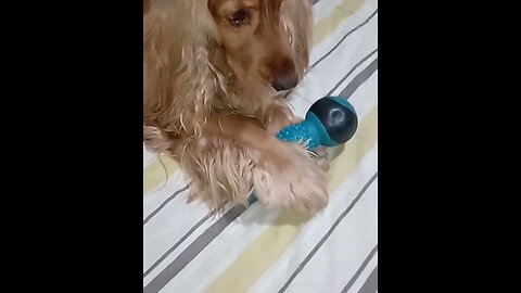 #dogshow , #animals , #dogs , #shorts