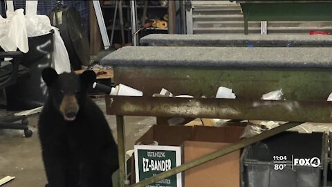 Mr. Bear's Big Day in Southwest Florida