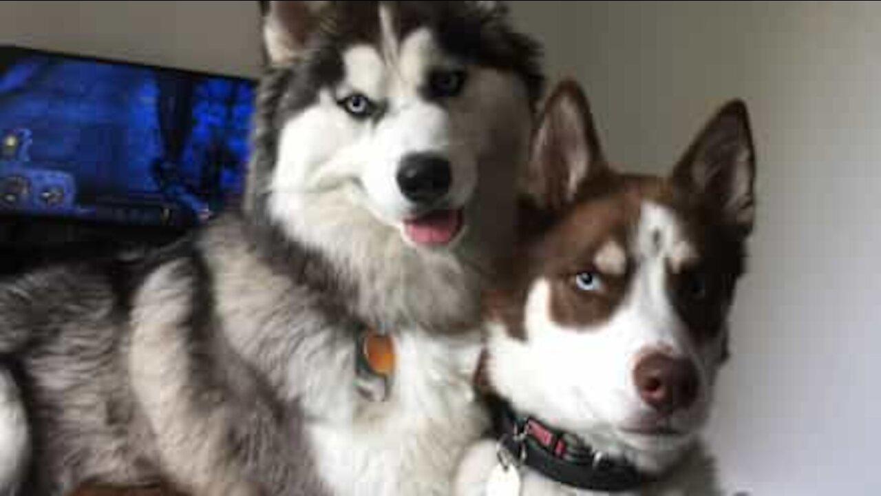 Ce husky refuse de rentrer à la maison