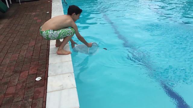 A Young Boy Scoops Up A Dead Mouse From A Pool And Runs Away Screaming