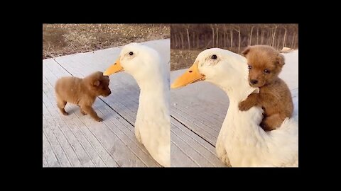 Adorable Puppy Loves Its Duck Buddy | Funny Video