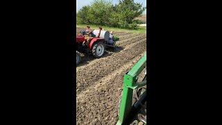 Transplanting tomatoes!